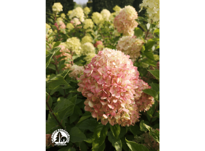 Hydrangea paniculata   PINKACHU = 'Smhppinka'